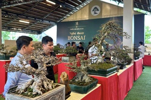Bonsai từ thú chơi đến không gian văn hóa đời sống