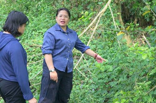 Xuất hiện châu chấu gây hại: Cần chủ động khoanh vùng, xử lý sớm