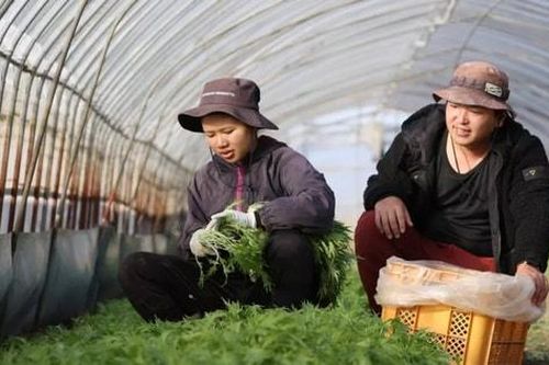Nhật Bản sẽ yêu cầu chứng minh trình độ tiếng Nhật với người xin thị thực kỹ sư, chuyên gia