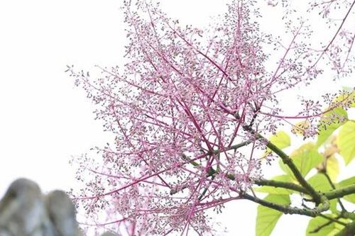 Lạc bước giữa sắc hoa ngô đồng nơi Hoàng cung Huế