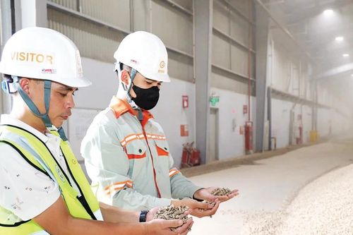 Đánh thức tiềm năng năng lượng sinh khối: Hướng đi chiến lược cho mục tiêu Net Zero của Việt Nam