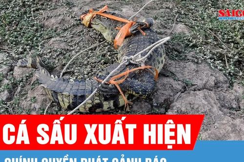 Xuất hiện cá sấu trên kênh, Tây Ninh phát cảnh báo đến người dân