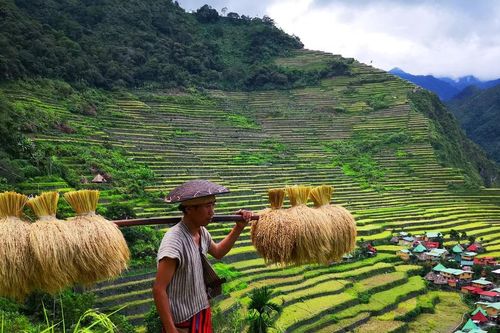 Ruộng bậc thang: Bài học bản địa trong thời biến đổi khí hậu