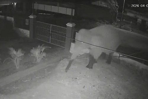 Voi rừng phá rào, xâm nhập trường học ở Sơn La