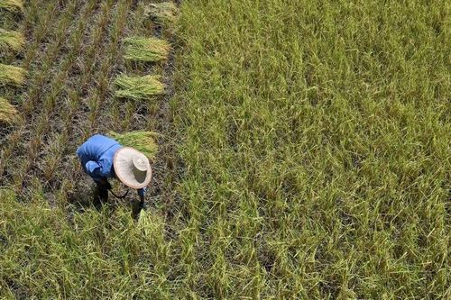 Indonesia triển khai đồng bộ các giải pháp về an ninh lương thực