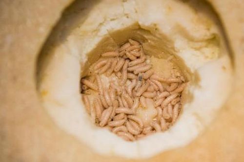 Món ăn 'kinh dị nhất thế giới' khiến du khách phải khóc thét khi thấy giòi bật nhảy cao tới 15cm