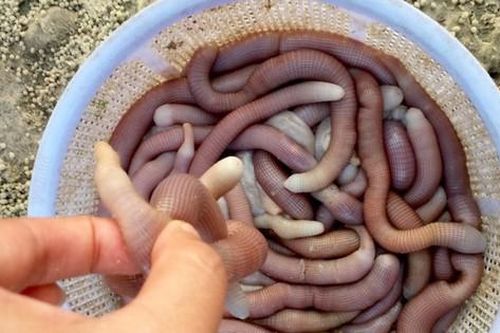 Sản vật tiến vua có giá vài triệu đồng/kg được dân địa phương gọi là 'vị thần' của các món nước