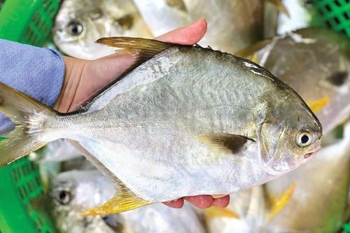 Loại cá chưa bao giờ 'lỗi thời' trong các bữa cơm, thịt trắng lại ít mùi tanh nên ai cũng thích