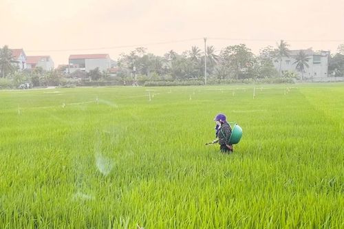 Phòng trừ sâu bệnh bảo vệ lúa vụ xuân