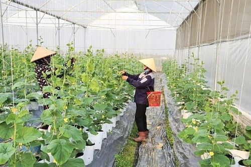 Góp phần phát triển nông nghiệp hàng hóa
