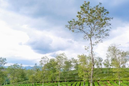 Thăm đồi chè Phước Lạc