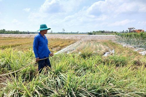 Đồng Tháp: Giá chanh, sả tăng cao