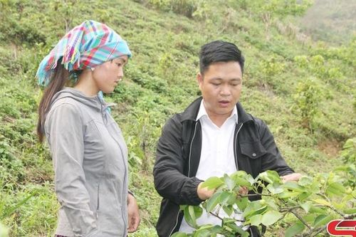 Cây lê ở vùng cao Tà Xùa