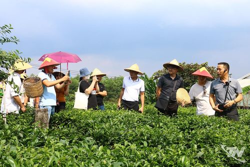 Đậm đà bản sắc du lịch xứ Trà