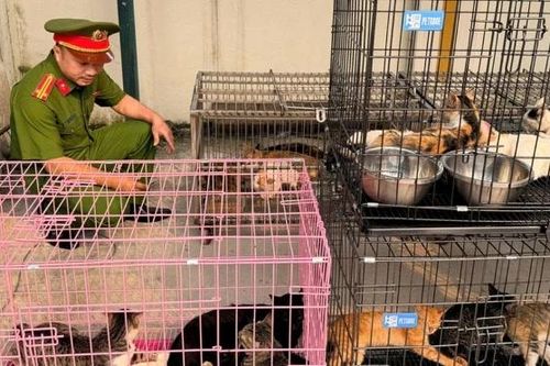 Triệt phá nhóm 'mèo tặc' quy mô lớn