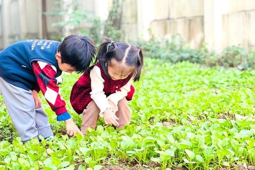 Thịt lợn bệnh vào trường học - bữa ăn thành 'bữa lo'