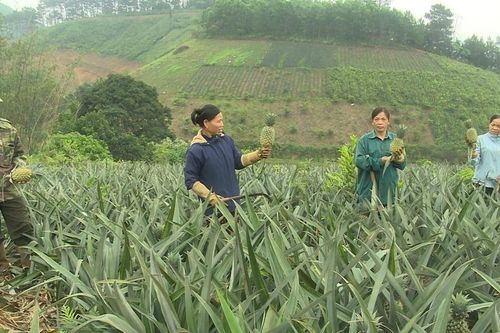Xã Bạch Đằng phát triển vùng trồng dứa gần 100 ha