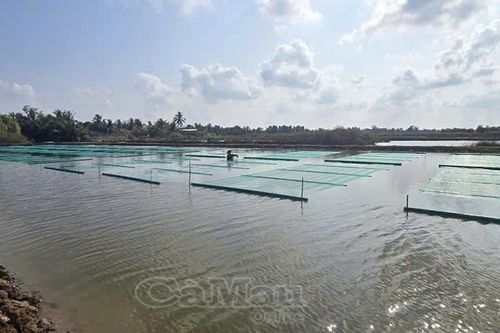 Tín hiệu tích cực từ trồng rong câu Thái kết hợp nuôi tôm
