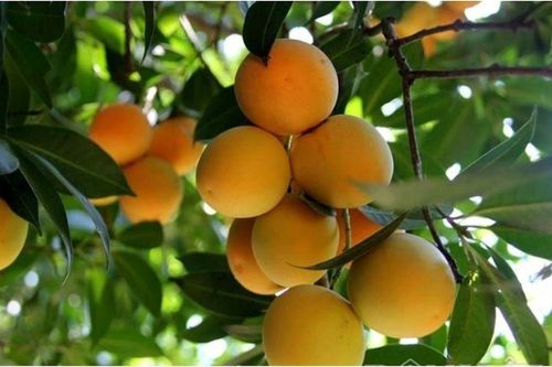 Mọc đầy vườn quê, ai ngờ loại quả này giờ 500 nghìn/kg, nhà giàu săn lùng ráo riết