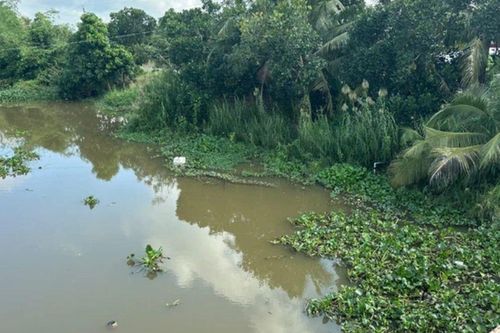 Cá sấu dài 1,5 m bất ngờ xuất hiện bơi trên kênh, Tây Ninh phát cảnh báo khẩn