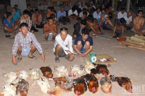 Đồng Tháp triệt phá tụ điểm đánh bạc ăn thua bằng hình thức đá gà