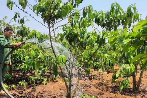 Tây Nguyên, Tây Nam bộ: Nhà vườn lo mất mùa do nắng nóng, hạn mặn