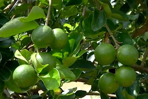 ĐBSCL: Giá chanh, cam sành, sả tăng do nhu cầu cao