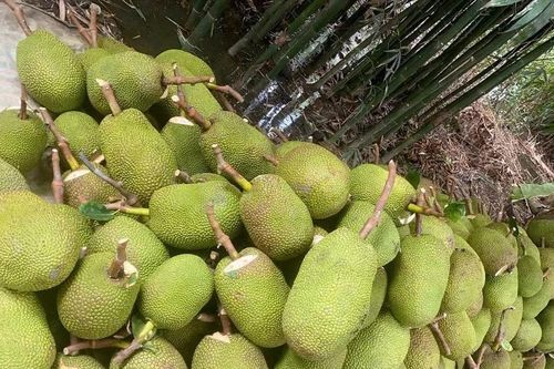 Nông dân, tiểu thương trở tay không kịp với giá mít 'lên đỉnh rồi lao dốc'
