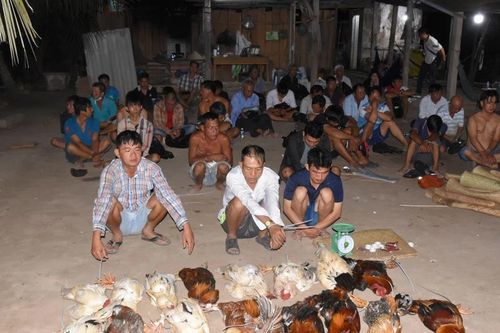 Công an đột kích điểm đá gà ăn tiền, bắt giữ hàng chục đối tượng