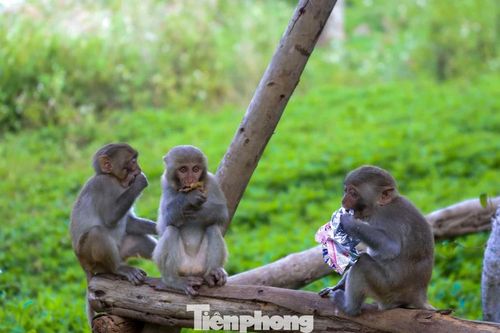 Đà Nẵng: Du khách 'làm hư' đàn khỉ ở bán đảo Sơn Trà