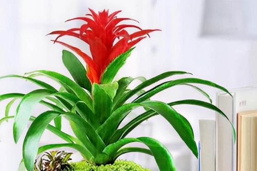 3 cây cảnh cho bàn làm việc: Đẹp, dễ sống, tăng năng lượng ngay lập tức