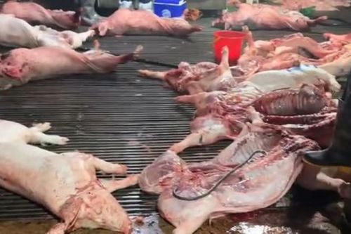 Vụ 300 tấn lợn bệnh vào chợ, trường học: Các đối tượng thu lợi bao nhiêu?