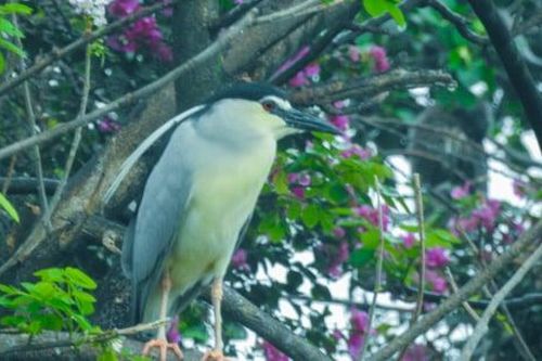 Hiện tượng hiếm gặp khi hàng ngàn con chim về sinh sống, làm tổ ở hòn đảo giữa lòng Thủ đô