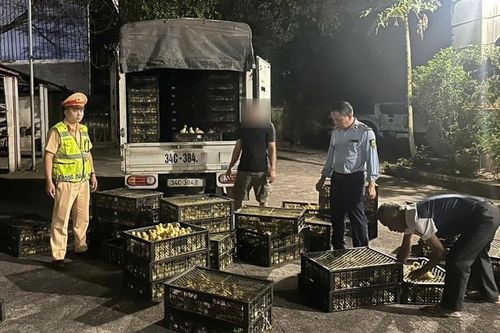 Phát hiện hơn 13.500 con gia cầm giống không rõ nguồn gốc trên xe tải