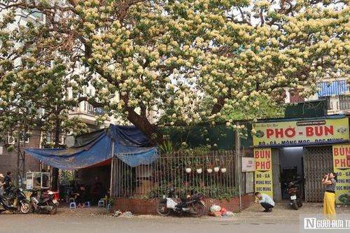 Cây 'hoa lạ' nở rộ giữa phố, dân mạng đổ xô tìm đến check-in