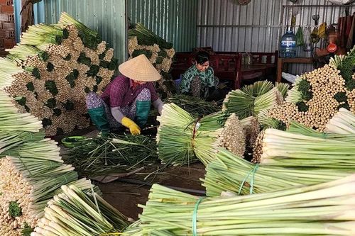 Đồng Tháp: Giá chanh, sả tăng mạnh, nông dân phấn khởi vào vụ