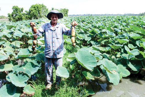 Lụa sen không thể xa bùn