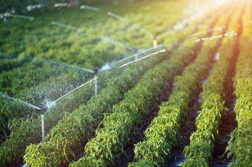 Nông nghiệp hữu cơ là gì? Lợi ích và kỹ thuật canh tác bền vững