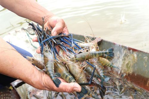 Tôm càng xanh 'cõng' lúa, nông dân thu hàng trăm triệu đồng mỗi năm