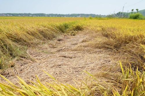 Rầy gây hại nặng trên lúa vụ Đông Xuân