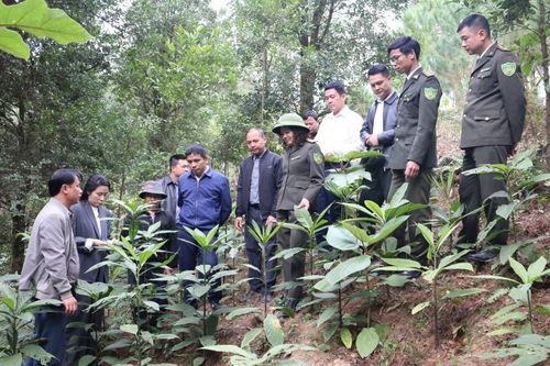 Bền vững dưới tán rừng