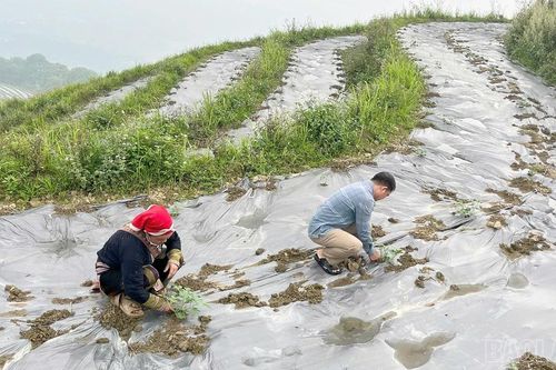 Xã Cốc San vào vụ trồng dưa hấu