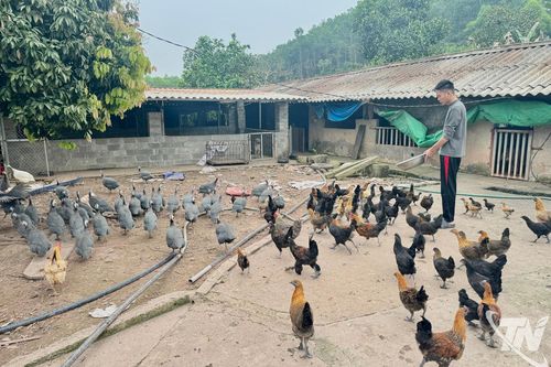 Đa dạng hóa đàn vật nuôi để làm giàu