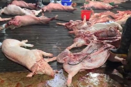 Vụ thịt lợn bệnh vào trường học ở Hà Nội: Nhóm cán bộ kiểm dịch thu khoảng 2,5 tỷ đồng