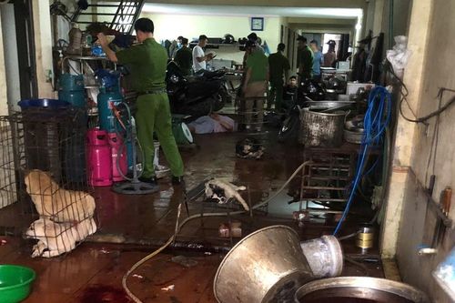 Xã Đa Phúc (Hà Nội): Phát hiện điểm thu gom, tiêu thụ chó nghi trộm cắp
