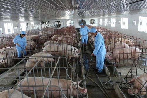 Thủ tướng: Chấn chỉnh việc kiểm soát giết mổ gia súc, xử lý trách nhiệm người đứng đầu