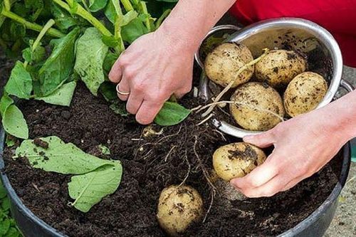 Tháng 4 trồng gì dễ trúng mùa? 4 loại rau 'chịu đòn' thời tiết, càng thất thường càng dễ sống