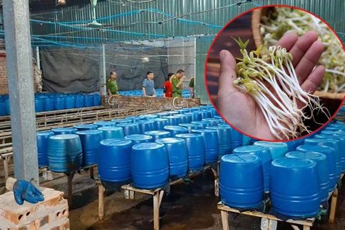 Vụ 510 tấn giá đỗ 'ngậm' chất độc nguy hiểm: Mách bà nội trợ mẹo phân biệt giá đỗ sạch và tẩm hóa chất