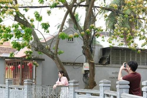 Tháng Tư về, hoa bún đánh thức hồn làng trong phố
