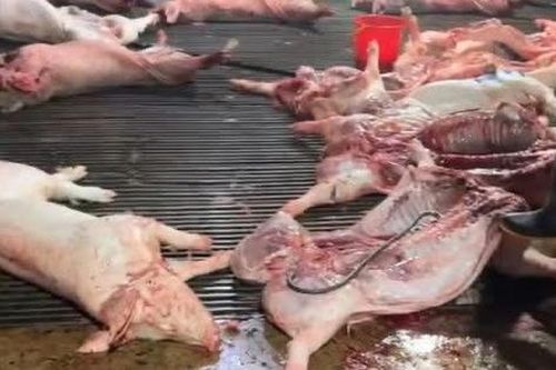 Công an làm rõ thịt lợn từ Cường Phát vào 26 bếp ăn trường học ở Hà Nội